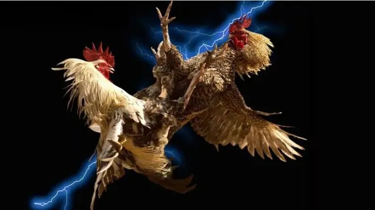 Khám Phá Sân Chơi Đá Gà Blue88 Đẳng Cấp Hàng Đầu Châu Á Năm Nay