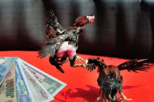 Bí Kíp Cách Chơi Đá Gà Sabong Tại Blue88 Giúp Cược Thủ Hốt Bạc Tỷ